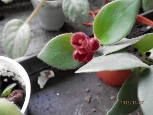Aeschynanthus tricolor.jpg