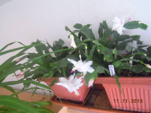 DSCN4579.JPG