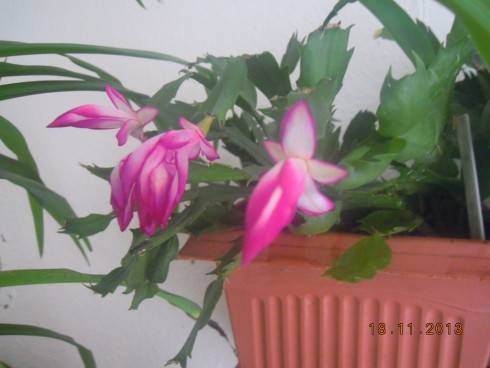 DSCN4941.JPG