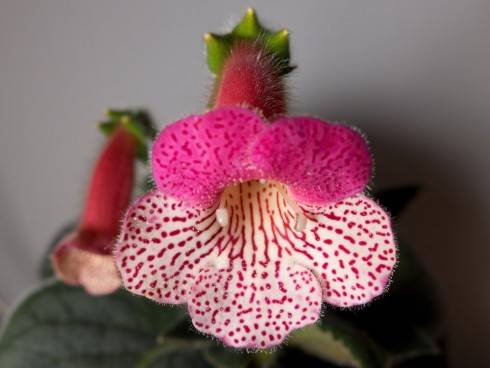 kohleria4.jpg