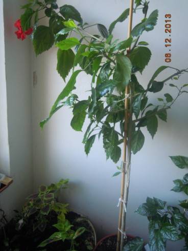 DSCN5322.JPG