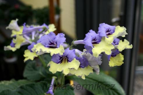 Harlequin Blue.jpg