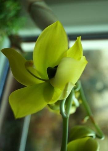 Cycnoches Golden Shower.jpg