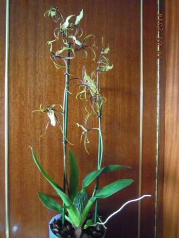 DSCN6290.JPG