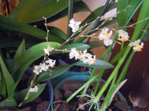 DSCN6309.JPG