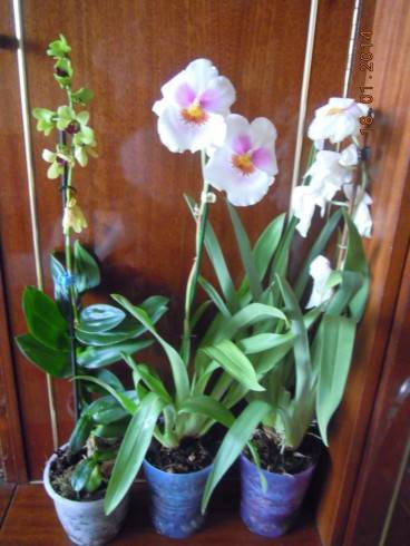 DSCN6337.JPG