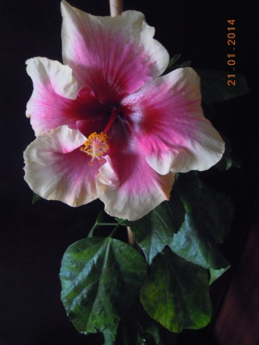 DSCN6418.JPG