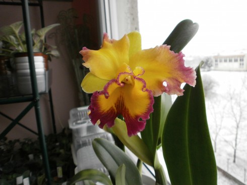 brassolaeilocattleya(BLC)-chyong Guu Linnet.JPG