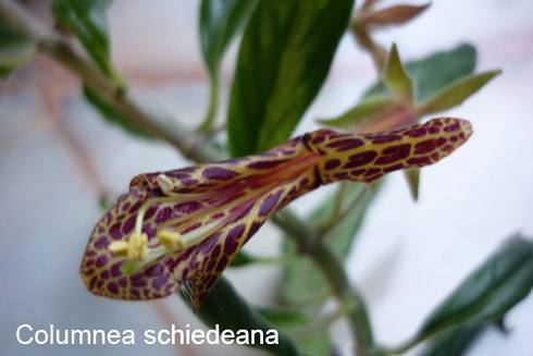 Columnea schiedeana.jpg