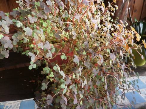P2010041.JPG
