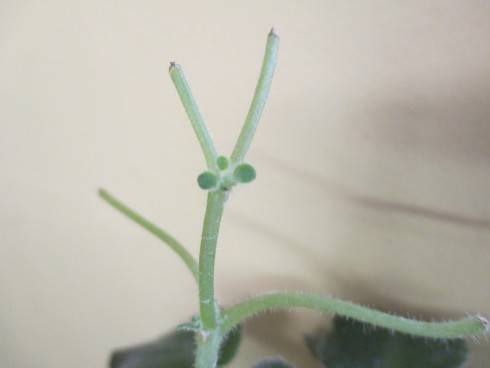 chim mimi1.jpg