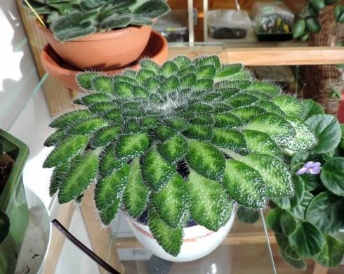 petrocosmea.jpg