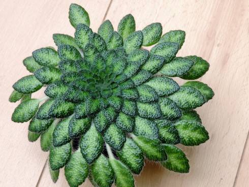 petrocosmea.jpg