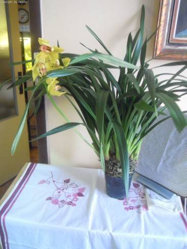 Cymbidium.jpg