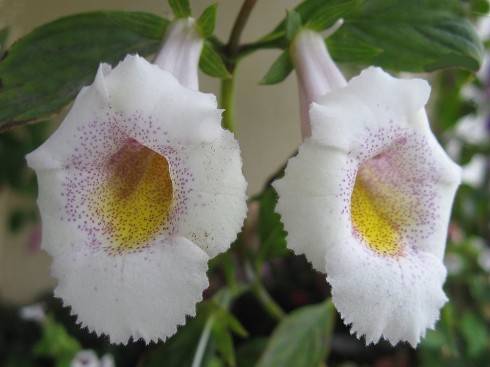 Achimenes glabrata.jpg