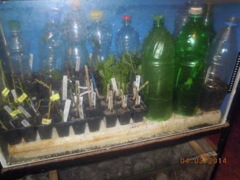 DSCN7701.JPG