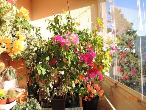 15 dec 2013 008.JPG