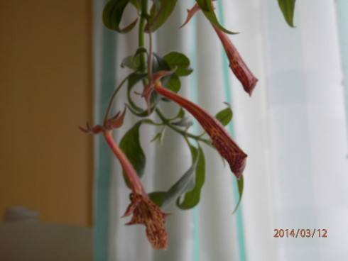 Columnea schiedeana.jpg