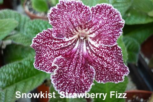 Snowkist Strawberry Fizz.jpg