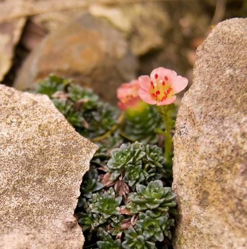 Saxifraga.jpg