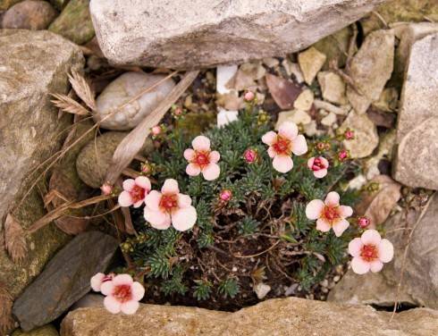 Saxifraga.jpg