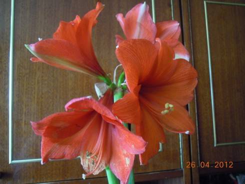 DSCN2603.JPG