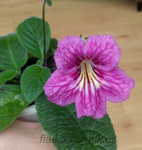 Bristol's Sixth Scents.jpg