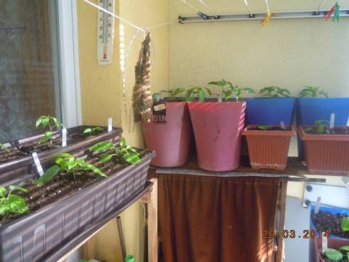 DSCN8074.JPG