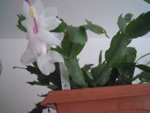 DSCN8222.JPG