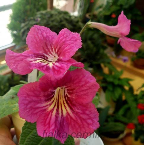 Bristol's Sixth Scents.jpg