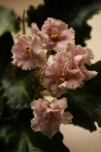 Rob's Antique Rose.jpg