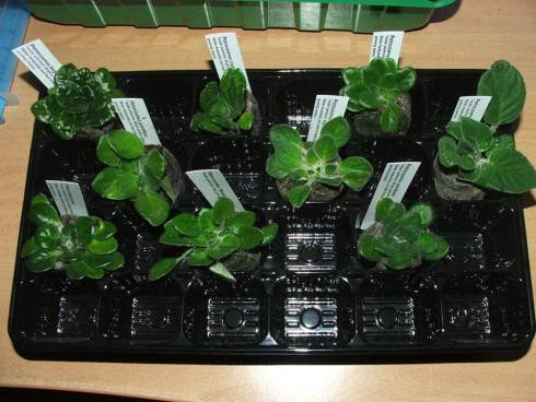 petrocosmea.jpg