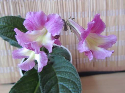 Bristol's Pink Priss.jpg