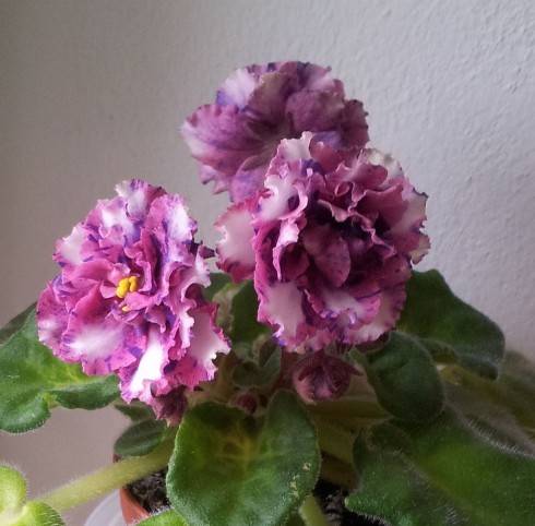 20140405_082545.jpg
