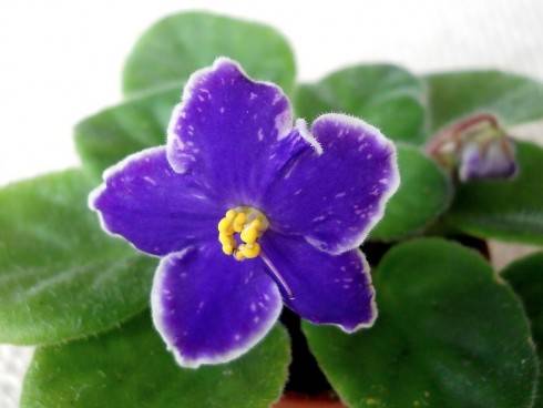 Perfect Harmony.jpg