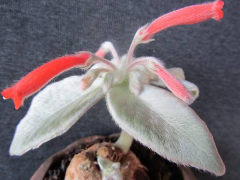 Sinningia leucotricha.jpg