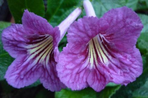 Bristol's Sixth Scents.jpg