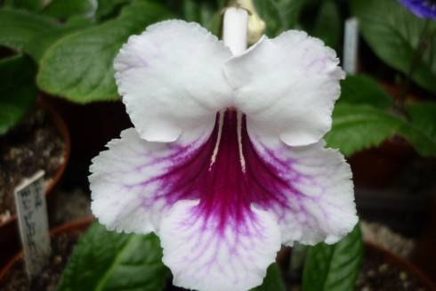 Fernwood's Cherries Jubilee.jpg