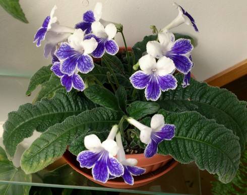 Alpine Cascade.jpg