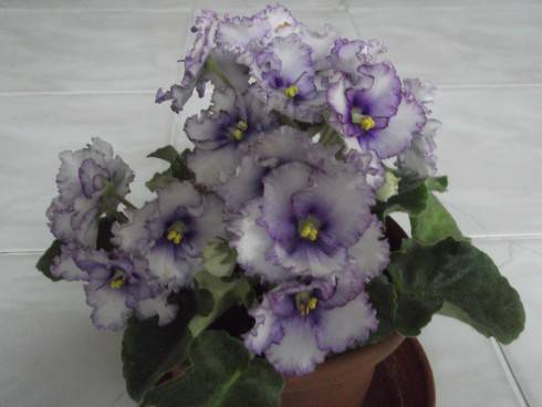 Crystal Plum.jpg