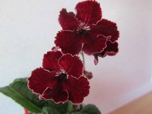 DS-Alye Parusa.jpg