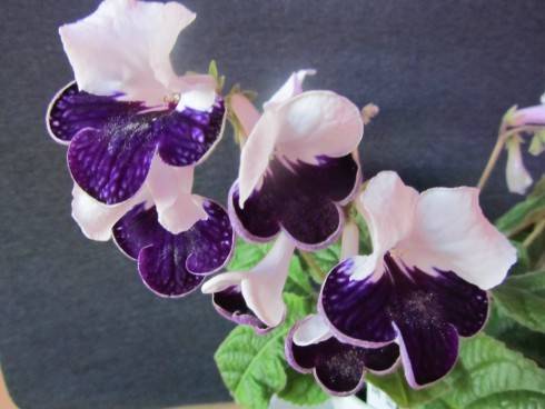 Harlequin Sapphire.jpg