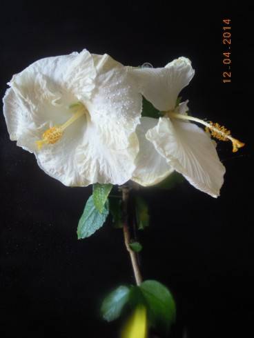DSCN8801.JPG