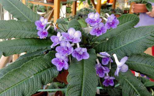JL-Blossom for You.jpg