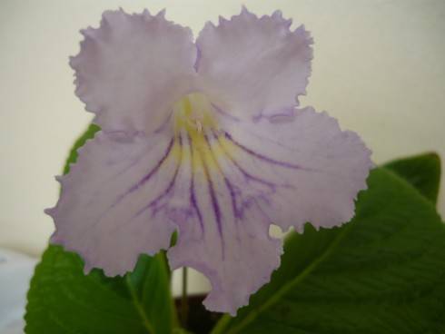 DS-Solnechnyi Zaichik.jpg