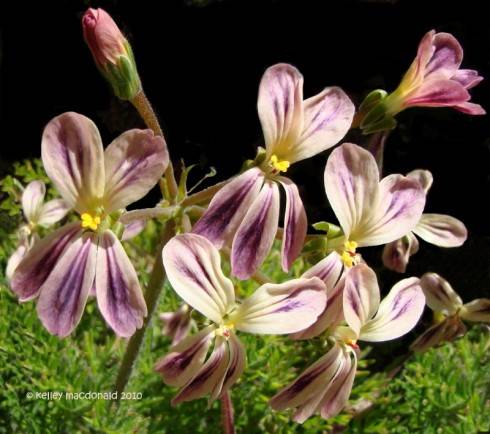 Pelargonium triste.jpg