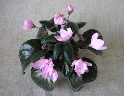Pink Tulip.jpg