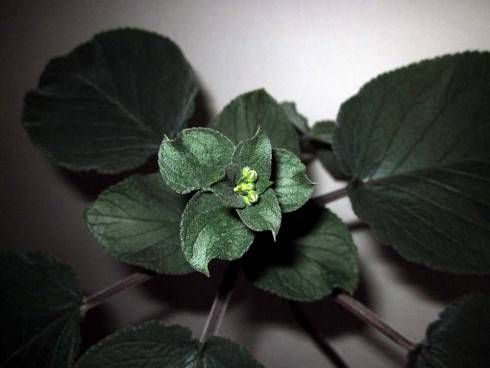 Sinningia douglasii.jpg