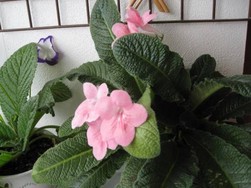 IMG_2200.JPG