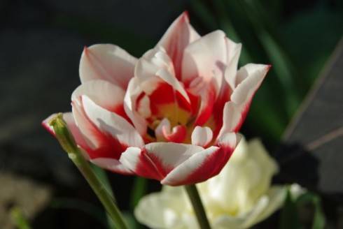 tulipán bieločerv.jpg